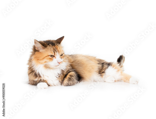 Obraz na plátne Relaxed cat lying down with tail wagging and eyes half closed