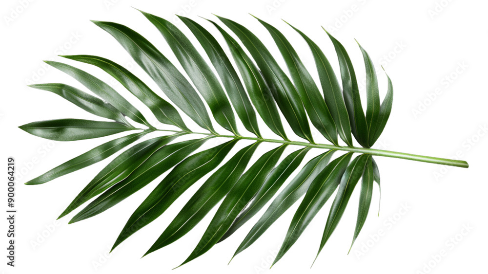 A leafy green plant with a long, thin stem A leafy green plant with a long, thin stem