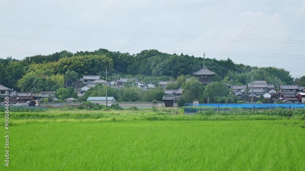 rice fields in the countryside with blue sky rice fields in the countryside with blue sky