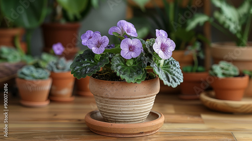 Delicate purple African violets blooming in terracotta pot. Concept of indoor gardening and houseplant care. photo