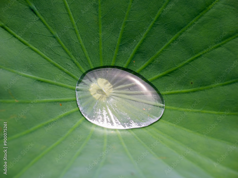 ハスの葉の大きい水玉 ハスの葉の大きい水玉