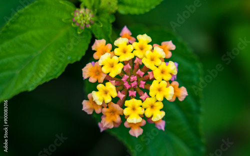 flowers in the garden