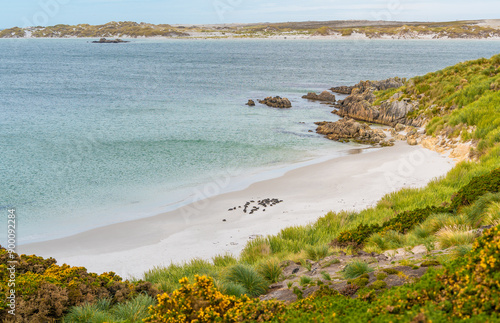 Fotografie Gypsy Cove Falkland Islands Dozens of Magellanic Penguins in Colony Summer Sunny