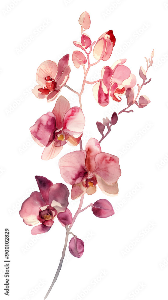 Fototapeta premium FLORES DEL CAMPO EN FONDO BLANCO ESTILO ACUARELA 