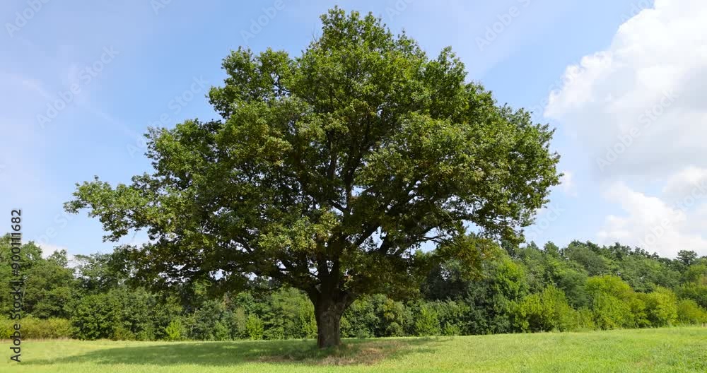 a lonely old oak tree with green foliage growing in a field, a tall old lonely tree in a field in summer a lonely old oak tree with green foliage growing in a field, a tall old lonely tree in a field in summer