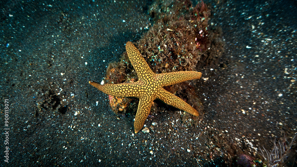 Underwater photography of a orange starfish, seastar. From a scuba dive in Bali, Indonesia, Asia. Underwater photography of a orange starfish, seastar. From a scuba dive in Bali, Indonesia, Asia.