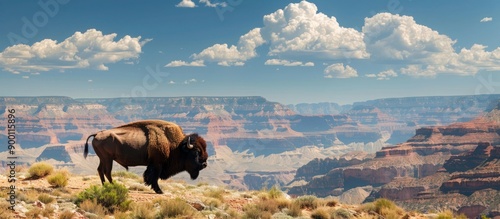 Photo of an American bison in the Grand Canyon, Southeastern US