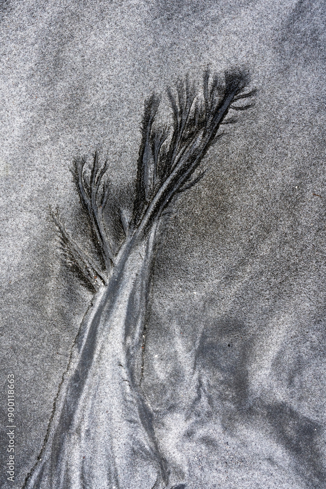 Pattern of a tree on black and white sand of Parusnaya Bay, Iturup ...