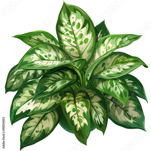 Aglaonema