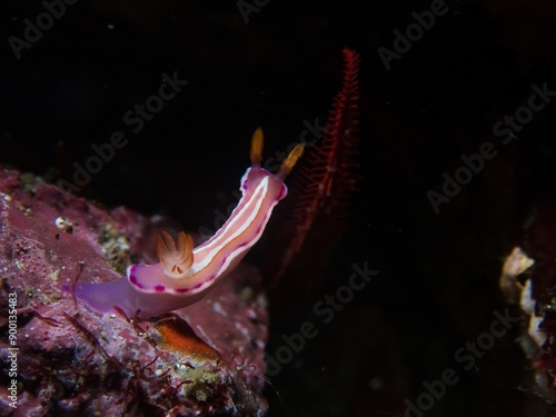 Verconia alboannulata in Izu photo