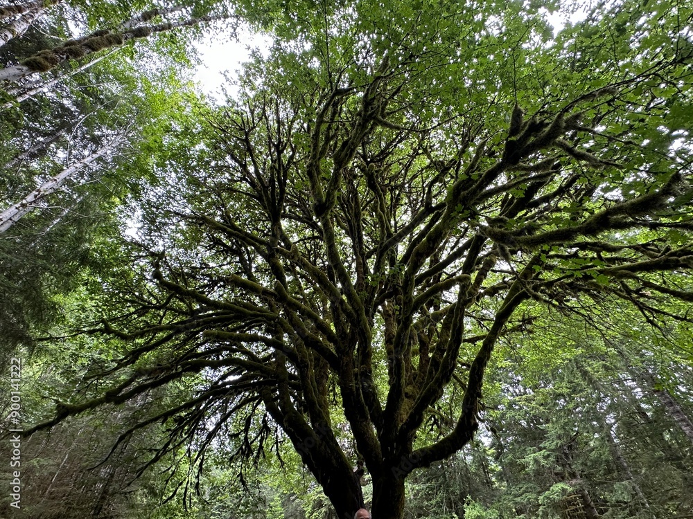 Fototapeta premium trees in the forest