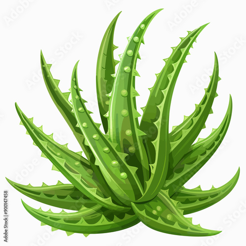 Aloe vera