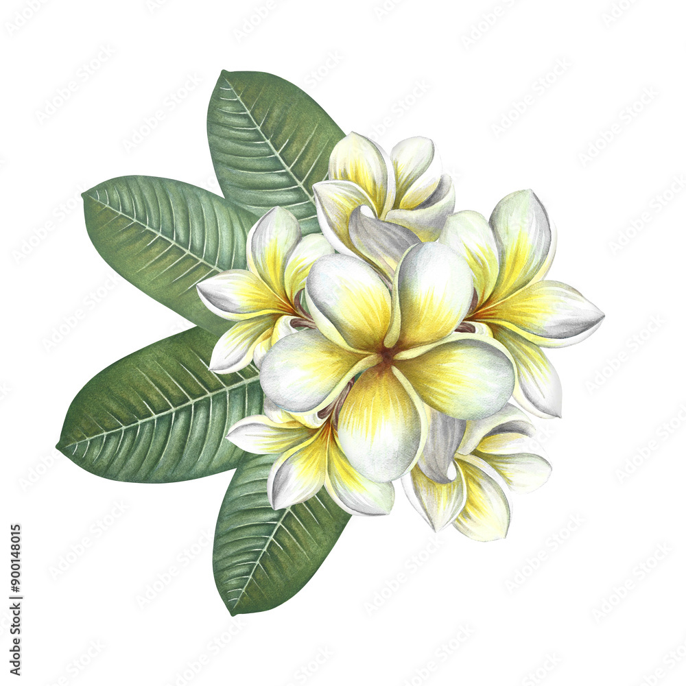 Fototapeta premium Plumeria. A bouquet of exotic tropical fragrant frangipani flowers. A hand-drawn watercolor illustration. An element of the design of packaging, postcards and labels. For banners, flyers, and posters.