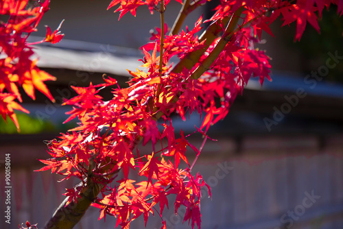 Red maple leaves near Katsuragawa in Kyoto in autumn close up photo