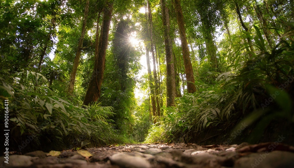 Fototapeta premium A serene escape into a forest where sunlight filters through the trees.