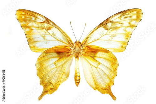 Graceful silhouette of a yellow butterfly dancing in the sunlight photo