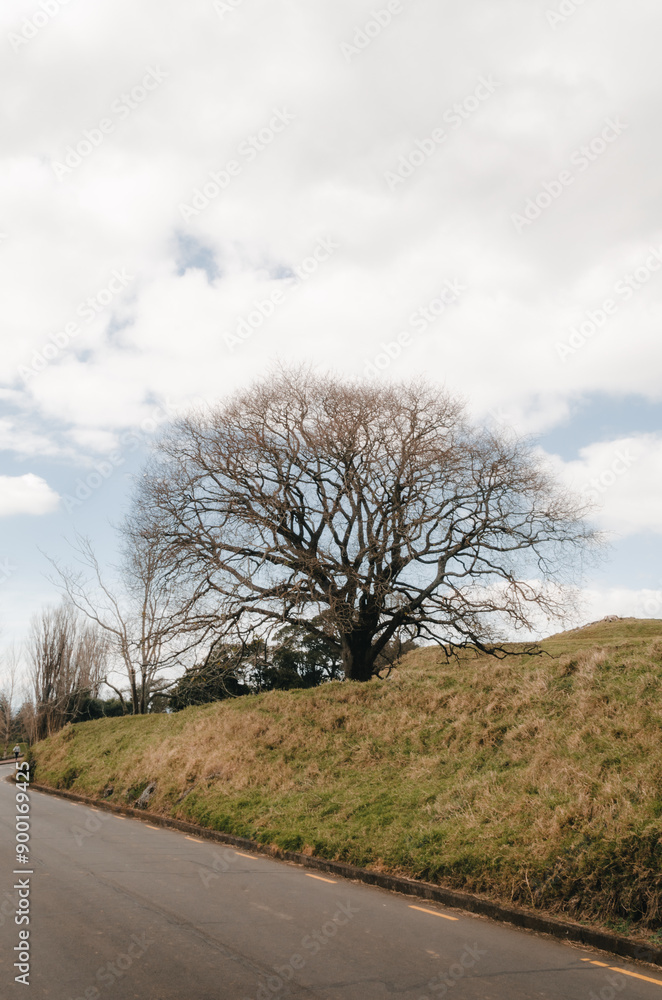 Fototapeta premium a leafless tree in One Tree Hill, Auckland