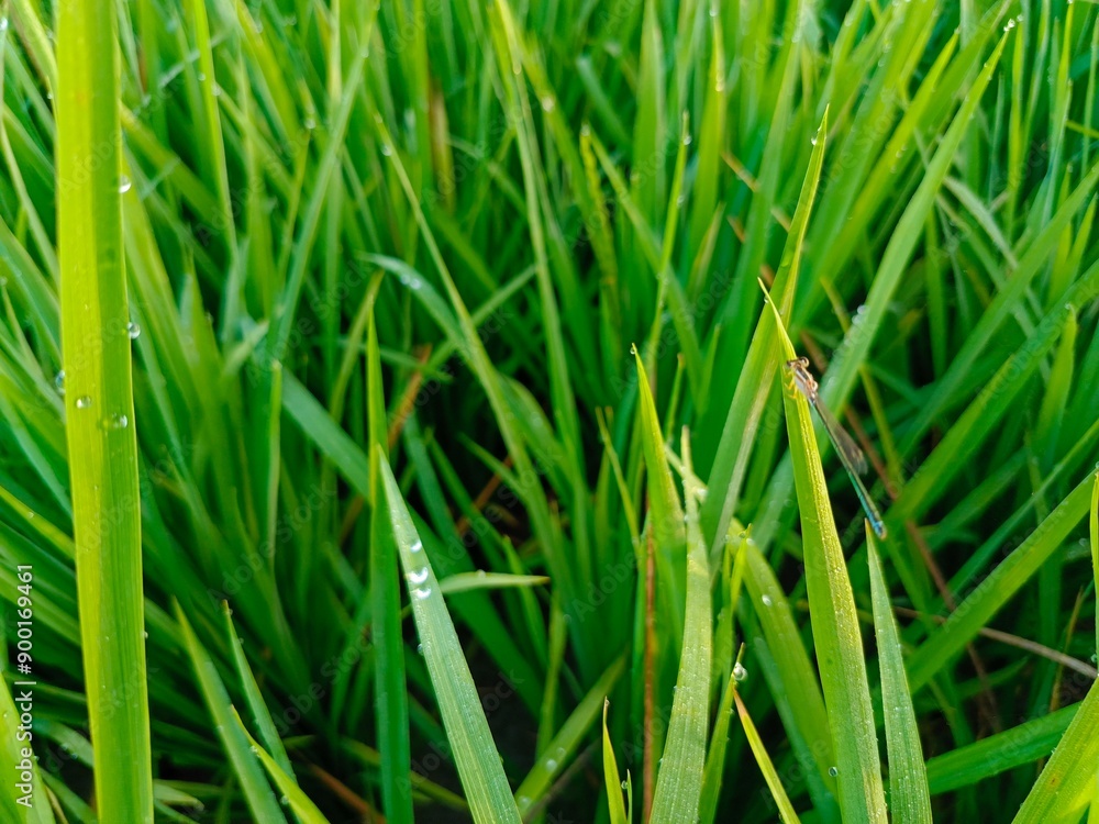 Obraz premium Small red dragonfly, or Damselflies, perched and hidden on a rice plant