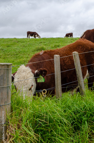 A herd of cows grazing in a green pasture on a rural farm under a blue sky photo