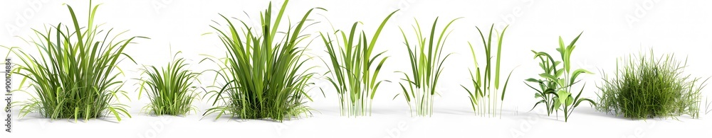 Obraz premium Different grasses in a white background