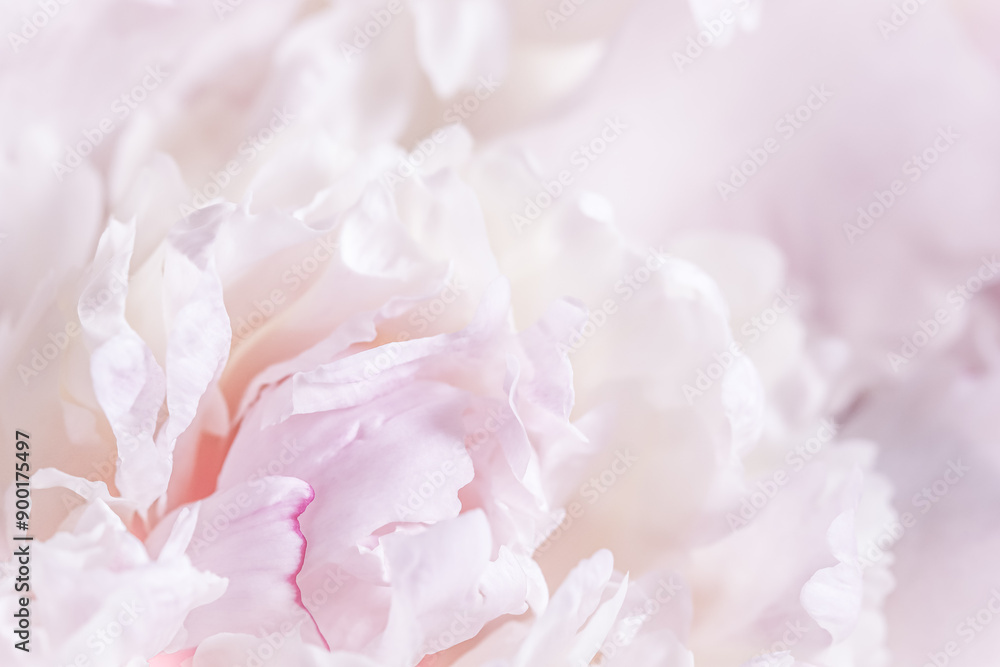 Obraz premium White pink peony petals. Soft focus. Abstract floral background for holiday design
