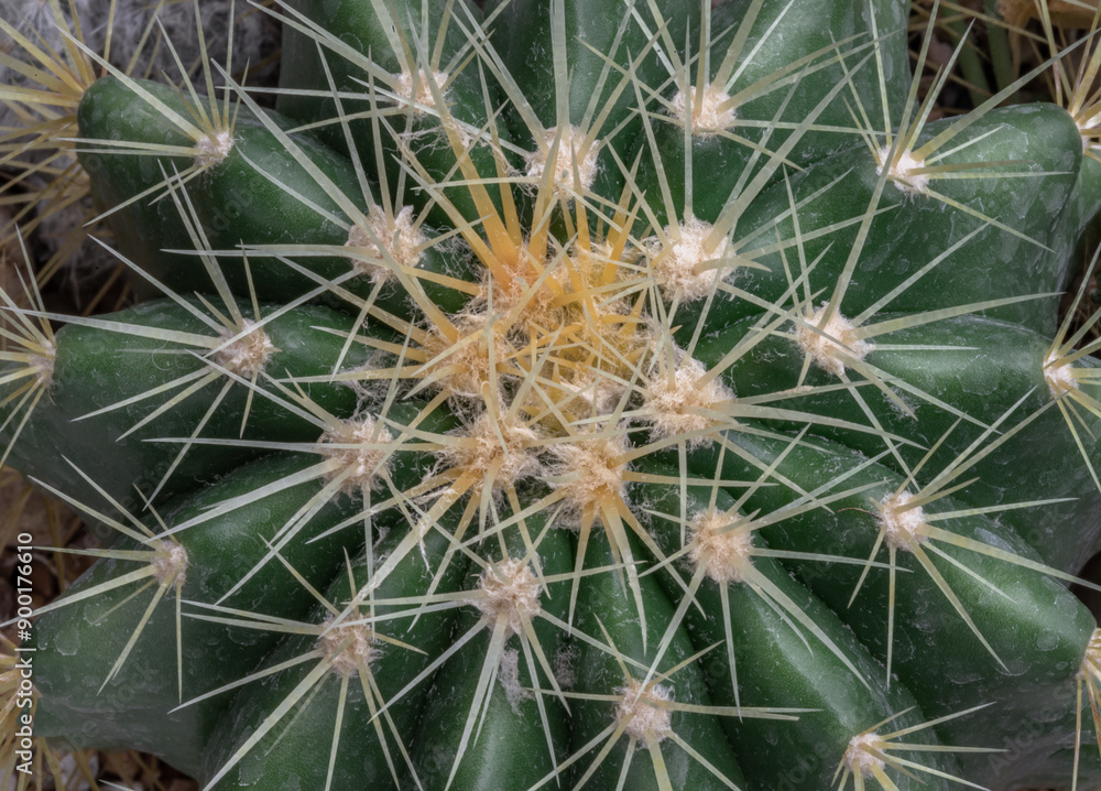 Top view close up of Ferocactus echidne with sharp white prickles. Detail of Prickly green Parodia polyacantha cactus or Parodia langsdorffii plant, Succulent Plant, Space for text, Selective focus. Top view close up of Ferocactus echidne with sharp white prickles. Detail of Prickly green Parodia polyacantha cactus or Parodia langsdorffii plant, Succulent Plant, Space for text, Selective focus.