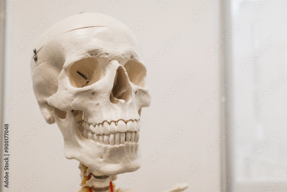 human skull model, human anatomy human skull model, human anatomy