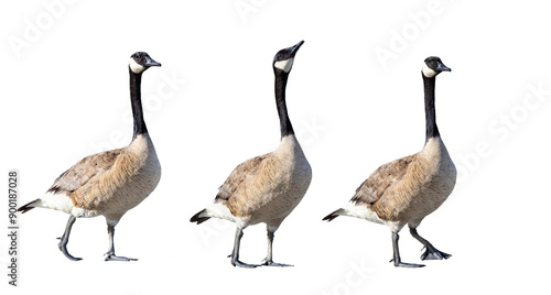 Canada geese (Branta canadensis) photos isolated on a transparent background. Cropped clip art, photo assets, original photos by me. Transparent PNG