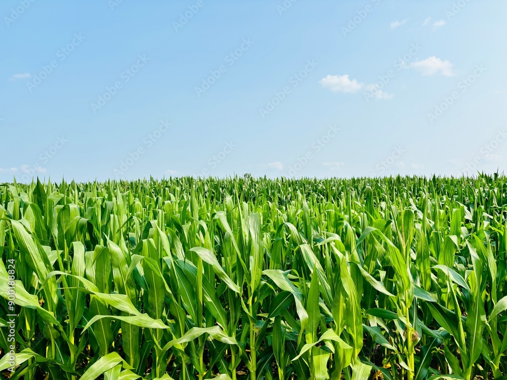 Obraz premium field of corn