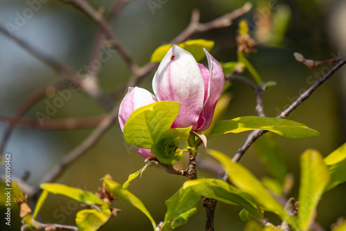 Magnolia lily flowers in nature against the sky.