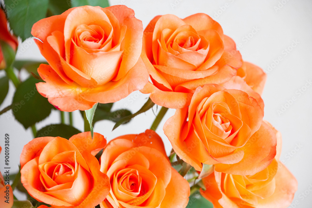 トロピカルアマゾン