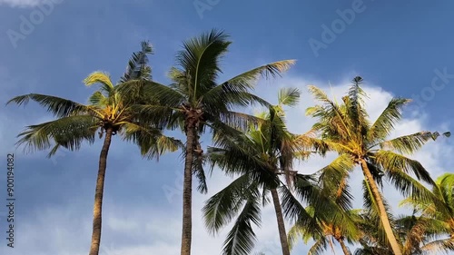 Wallpaper Mural Large beautiful palm trees against the blue sky Torontodigital.ca