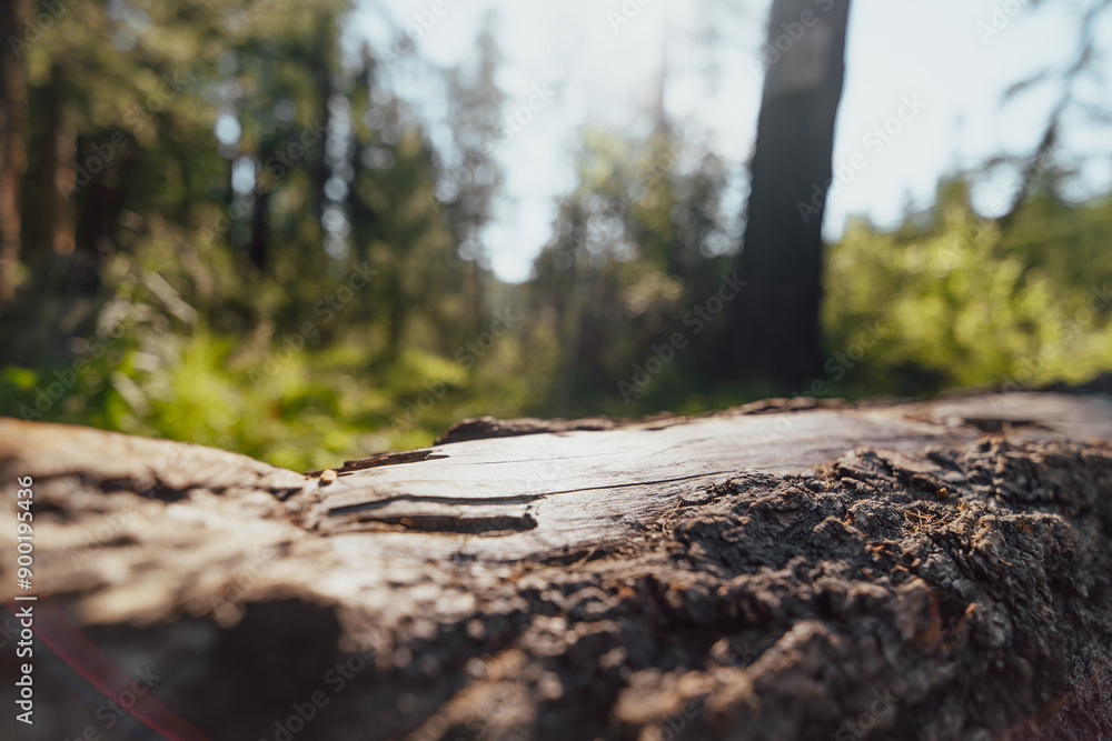 tree trunk surface in morning tree trunk surface in morning