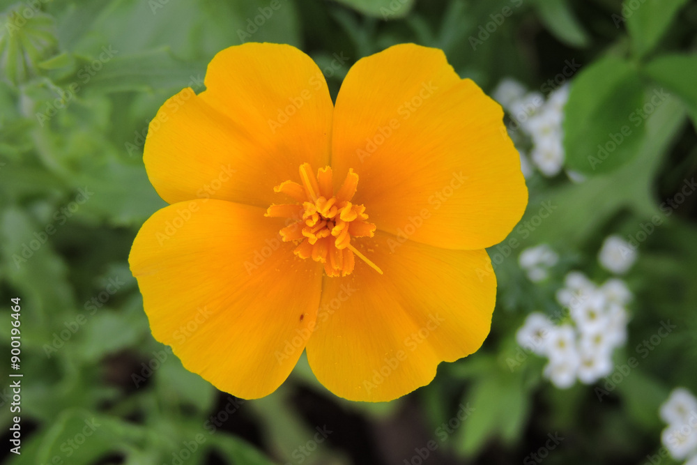 An orange California poppy flower in close-up, green leaves in the background An orange California poppy flower in close-up, green leaves in the background