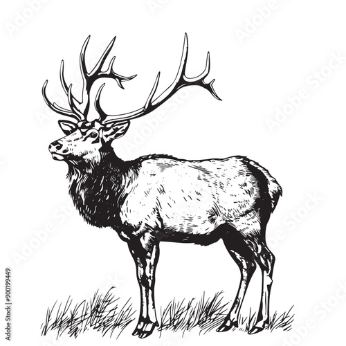 Deer, reindeer or elk isolated sketch of wild mammal animal. Brown stag of adult deer with large antlers for hunting sport club or zoo symbol, forest wildlife themes design