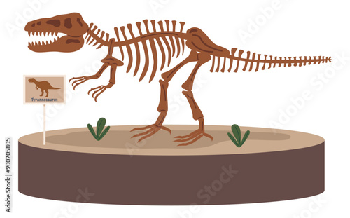 A skeleton of a Tyrannosaurus Rex (T-Rex) displayed in an exhibit. 