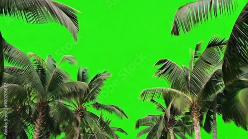 Low angle shot pushing forward while looking up at an avenue of palm trees against a chroma key green screen.