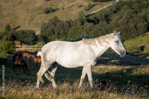 horses in the field