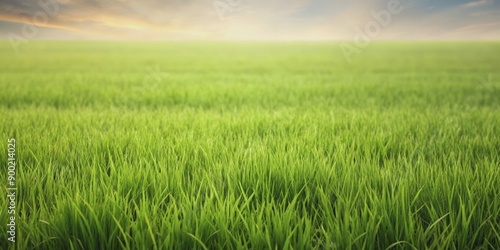 Green and brown grass field , nature, contrast, environment, growth, sustainability, natural, landscape, earth, outdoors, weathered