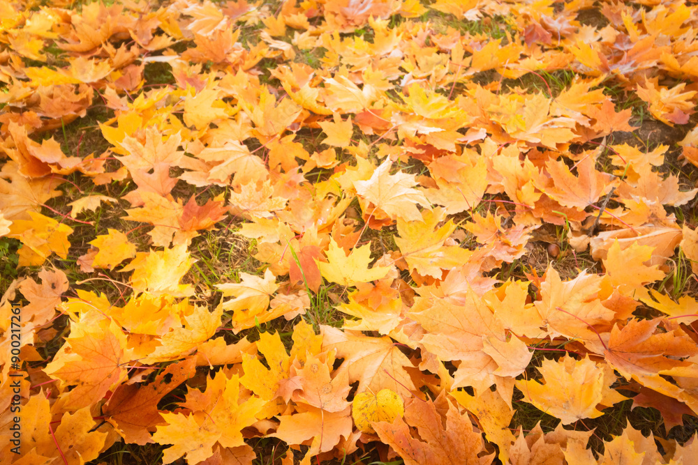 Golden autumn leaves create a beautiful scene as they cover the ground in a vibrant fall display Golden autumn leaves create a beautiful scene as they cover the ground in a vibrant fall display