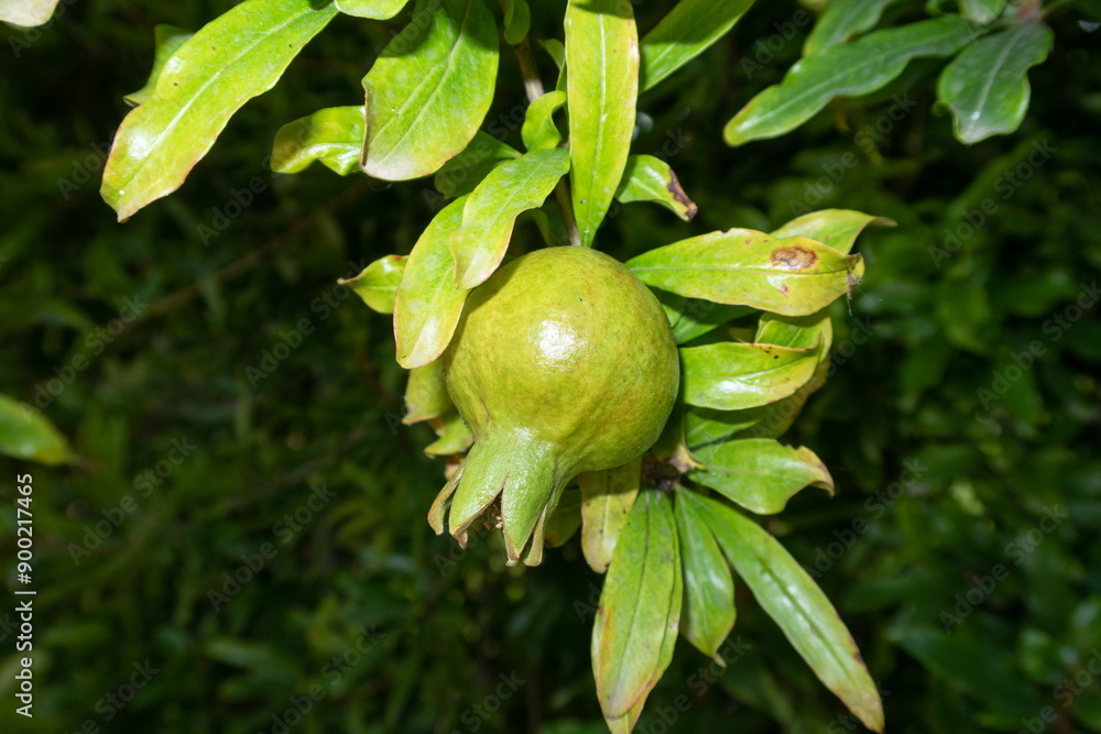 Punica granatum Pomegranate flower petals petal