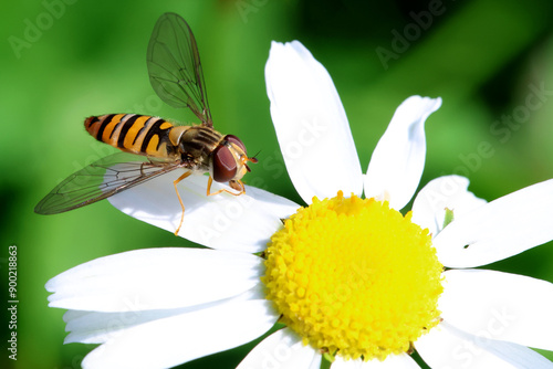 Canvas Print Hoverfly