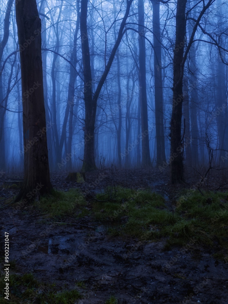 Scary dark forest in the evening. Moody autumn woods in blue tones. Strange place. Fairy forest with fog. Scary dark forest in the evening. Moody autumn woods in blue tones. Strange place. Fairy forest with fog.
