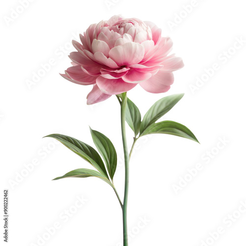 single peony flower long stem isolated on white background