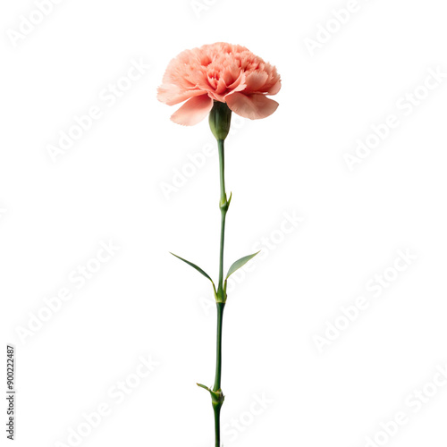 single carnation flower long stem isolated on white background