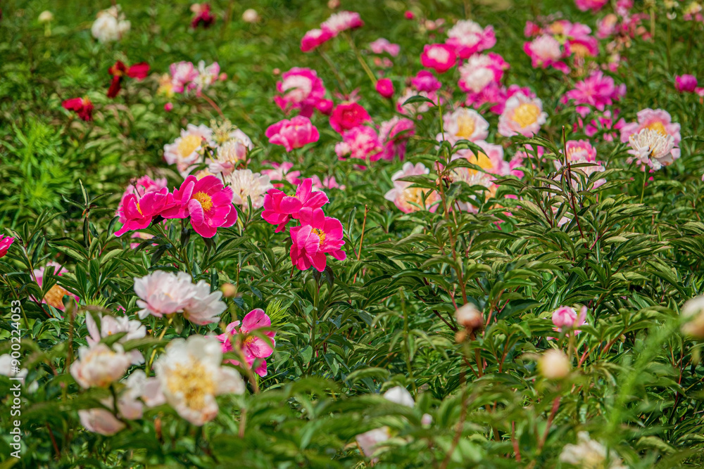 nice peonies in the garden nice peonies in the garden