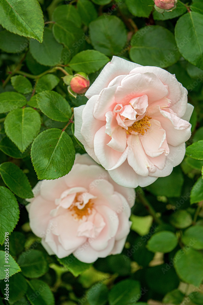 nice roses in the garden nice roses in the garden