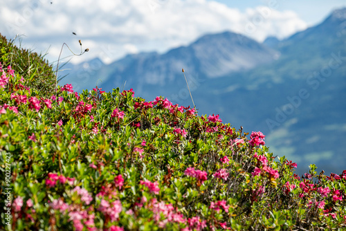 Alpenrosen in den Schweizer Alpen photo