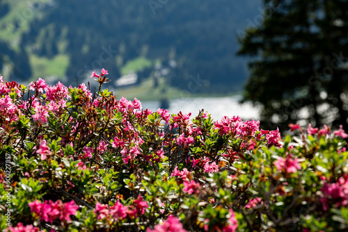 Alpenrosen in den Schweizer Alpen photo