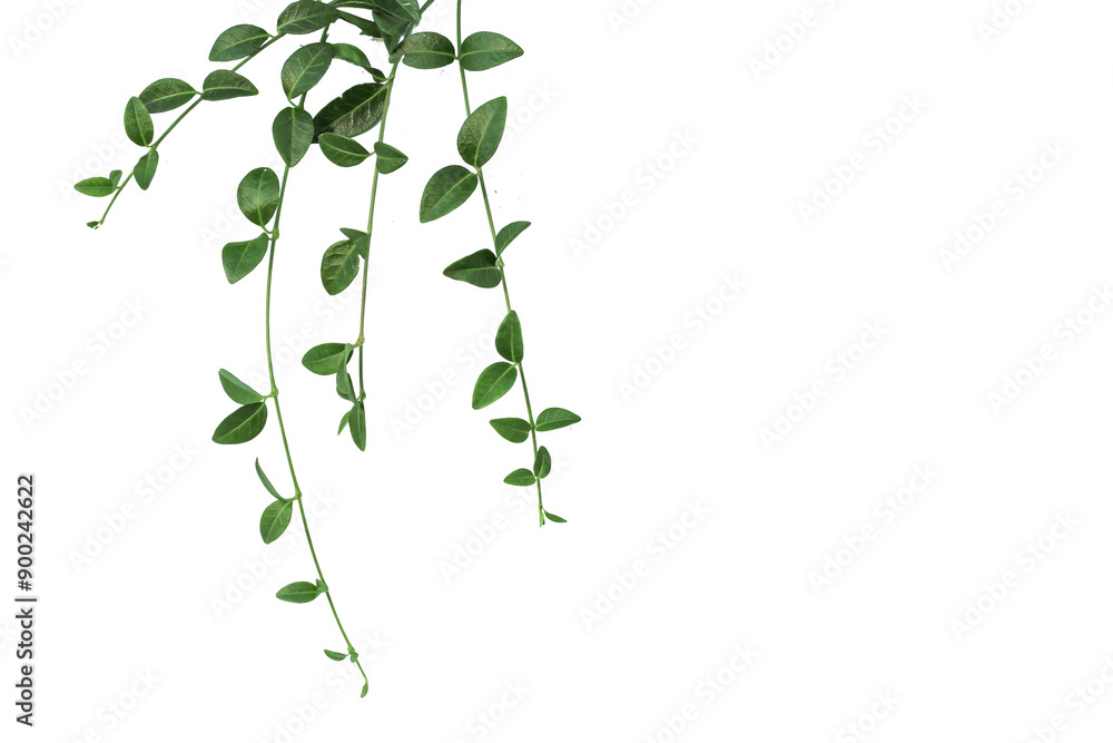periwinkle branch, isolate leaves. Dwarf periwinkle or Vinca minor branch and green leaves isolated on white background periwinkle branch, isolate leaves. Dwarf periwinkle or Vinca minor branch and green leaves isolated on white background